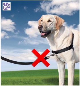 "hulpmiddelen" Hondenschool Hond & Mens